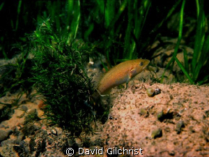 Hide and seek! Young bass sp. , Niagara River. by David Gilchrist 
